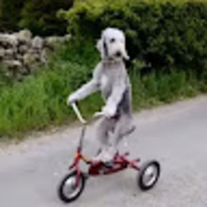 Meet your Posher, Emma